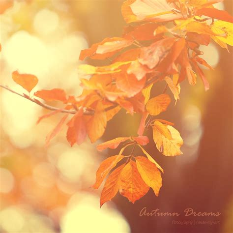 autumn dreams